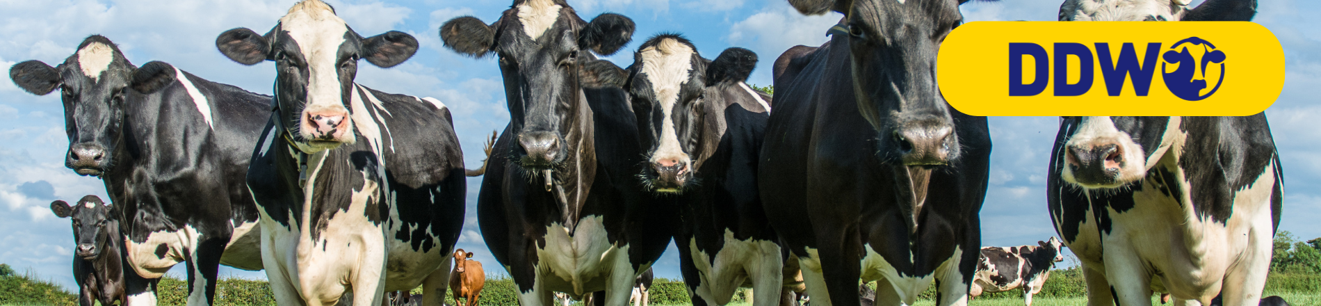 Productowner datasystemen melkveehouderij Hero