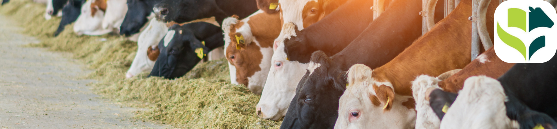 Productspecialist Rundveehouderij – Mineralen & Voedingsadditieven Hero