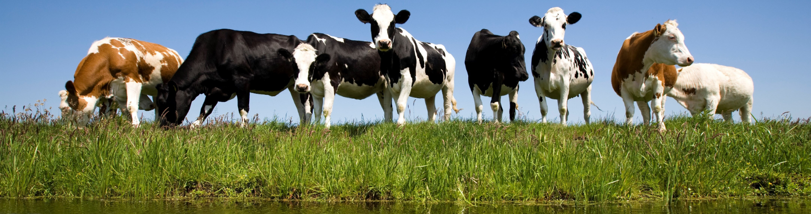 Rundvee adviseur fokkerij Hero