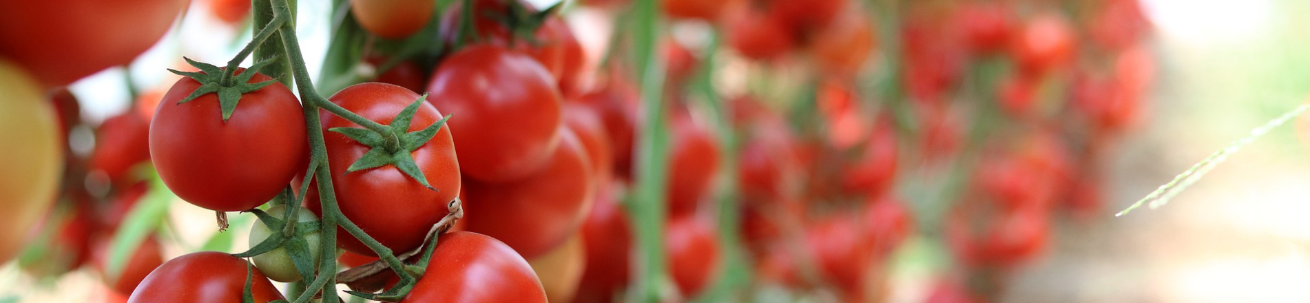 Teeltmanager tomaten Hero