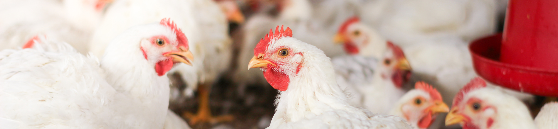 Accountmanager binnendienst Franstalig Hero