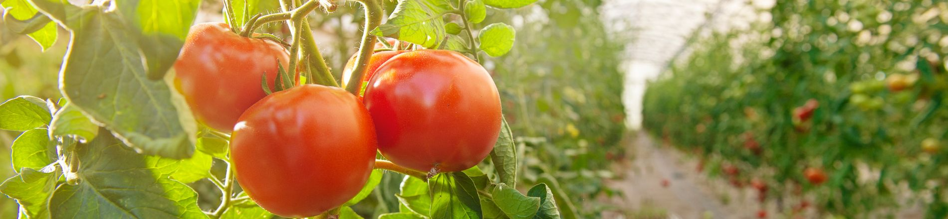 Teamleider kwekerij Hero